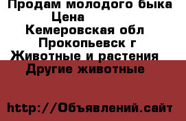 Продам молодого быка › Цена ­ 45 000 - Кемеровская обл., Прокопьевск г. Животные и растения » Другие животные   